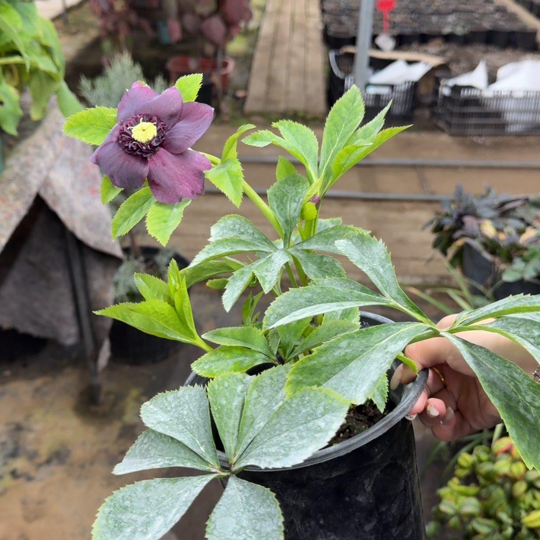 完全开放重瓣1加仑铁筷子2353