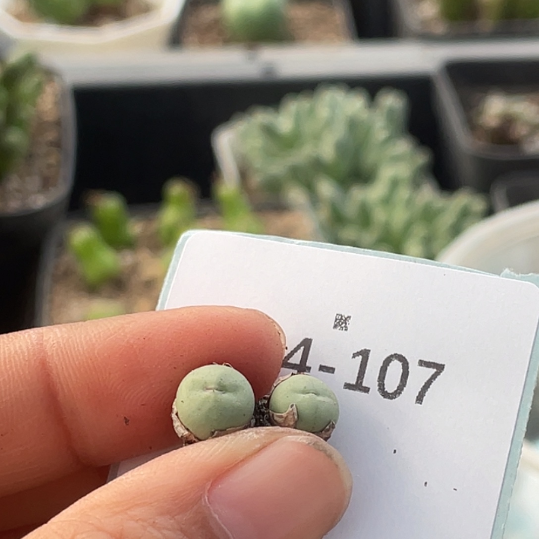 猪***儿4-107肉锥多肉植物