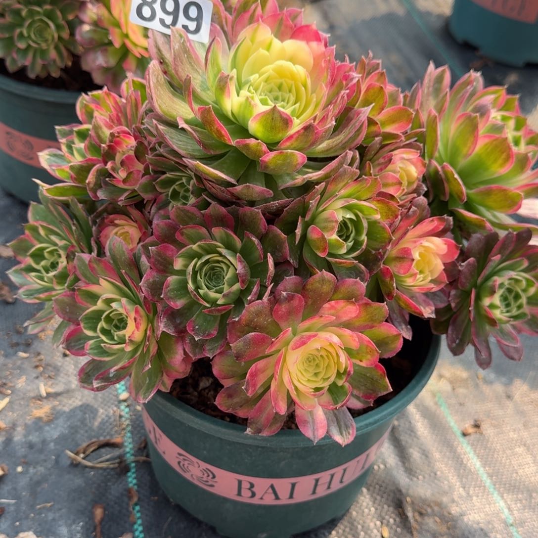 899大海王多肉植物