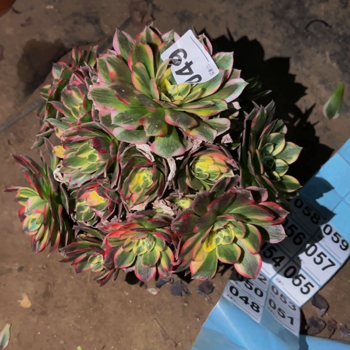 049粉海王多肉植物不售后