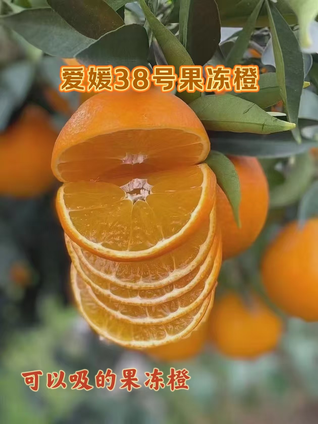 【顺丰包邮】助农正宗四川爱媛38号果冻橙 软糯酸甜 4.5斤坏果包赔