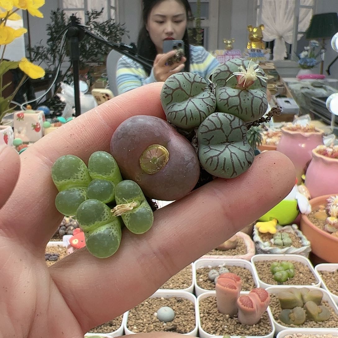 【闪购商品】19 开播福利