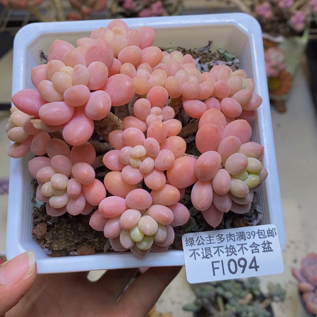 094鱼子酱多肉11c m