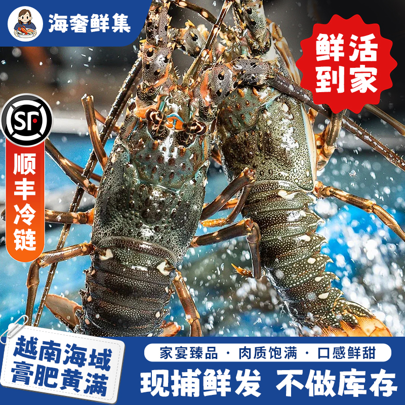 【海奢鲜集】鲜活发货小青龙 5-6两/只 包肥包新鲜 直播现称
