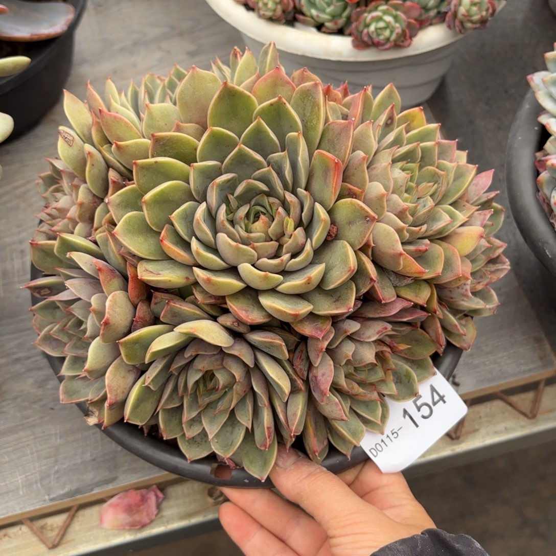 紫*同温层多肉玫瑰夫人154