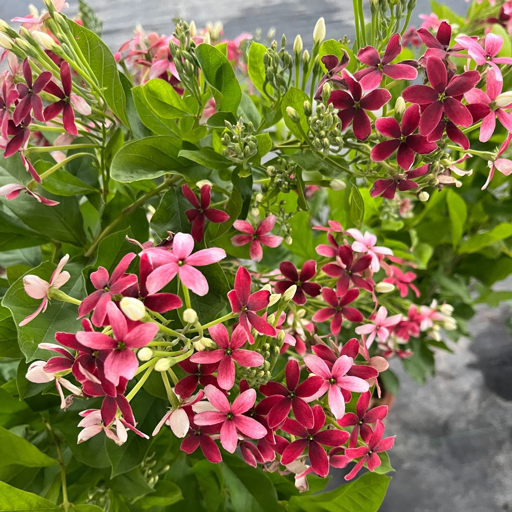 直立使君子耐高温浓香花卉盆栽水君子四季植物庭院阳台花园开花