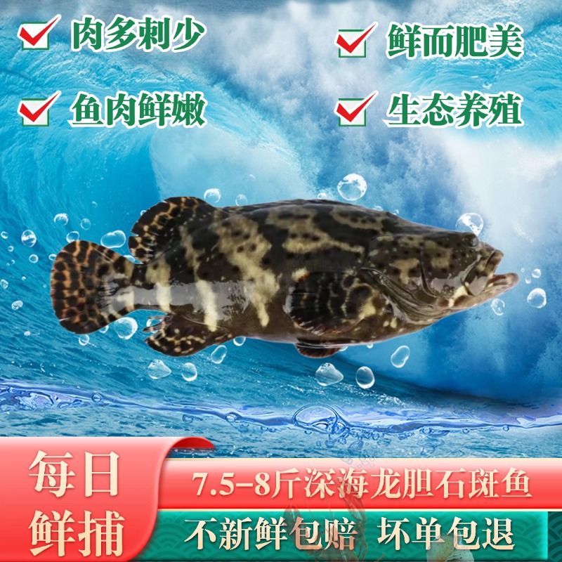7.5-8斤新鲜湛江深海龙胆石斑鱼 深海鱼海鲜水产送礼生猛海鲜生鲜