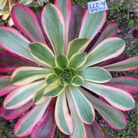 271红魔女满25包邮多肉