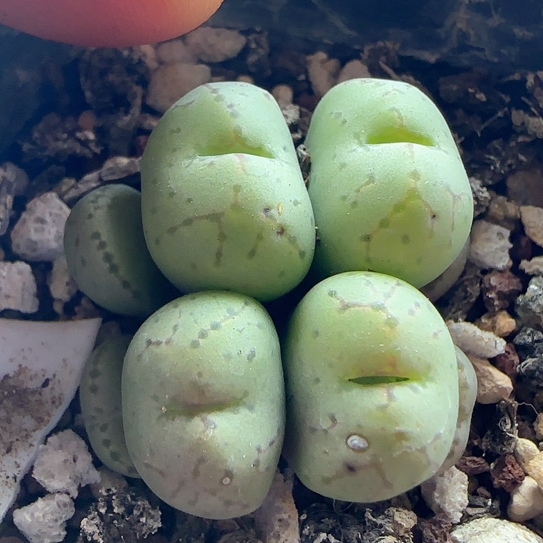28包邮脱土发货29823