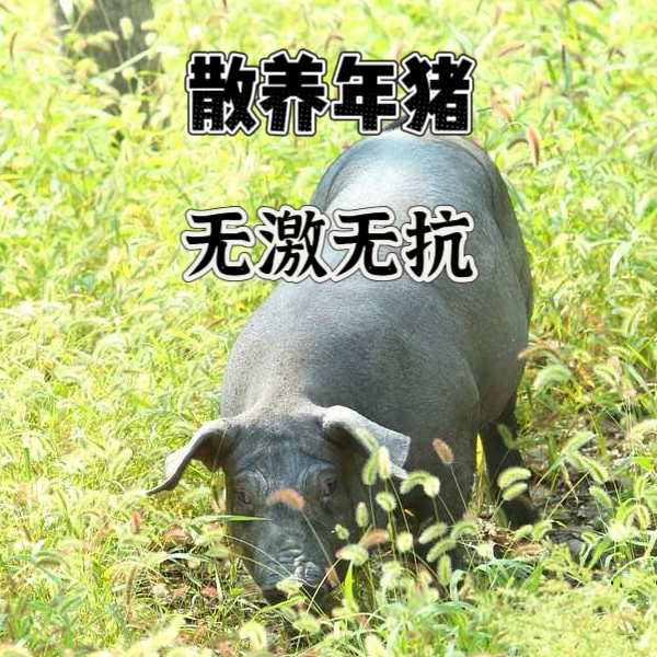 猪下货散养年猪心肝肺蹄子猪头大肠小肠