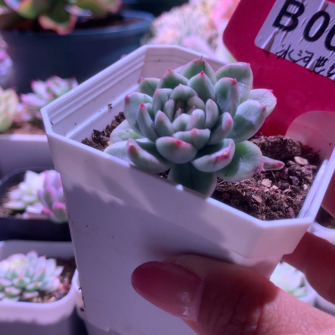 冰河世纪锦有根有
