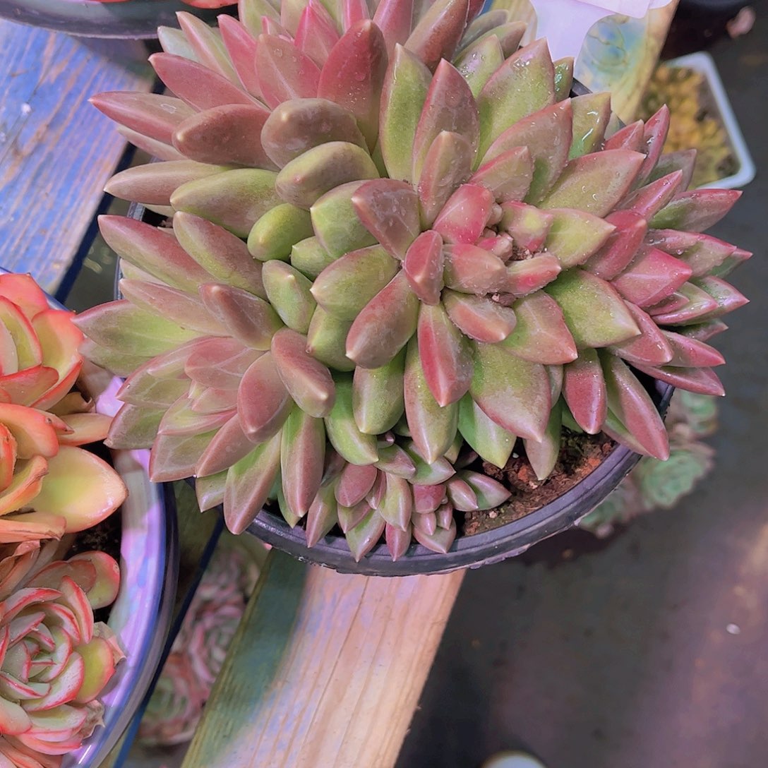 半***～迷雾泡泡Ａ897一颗一物一拍