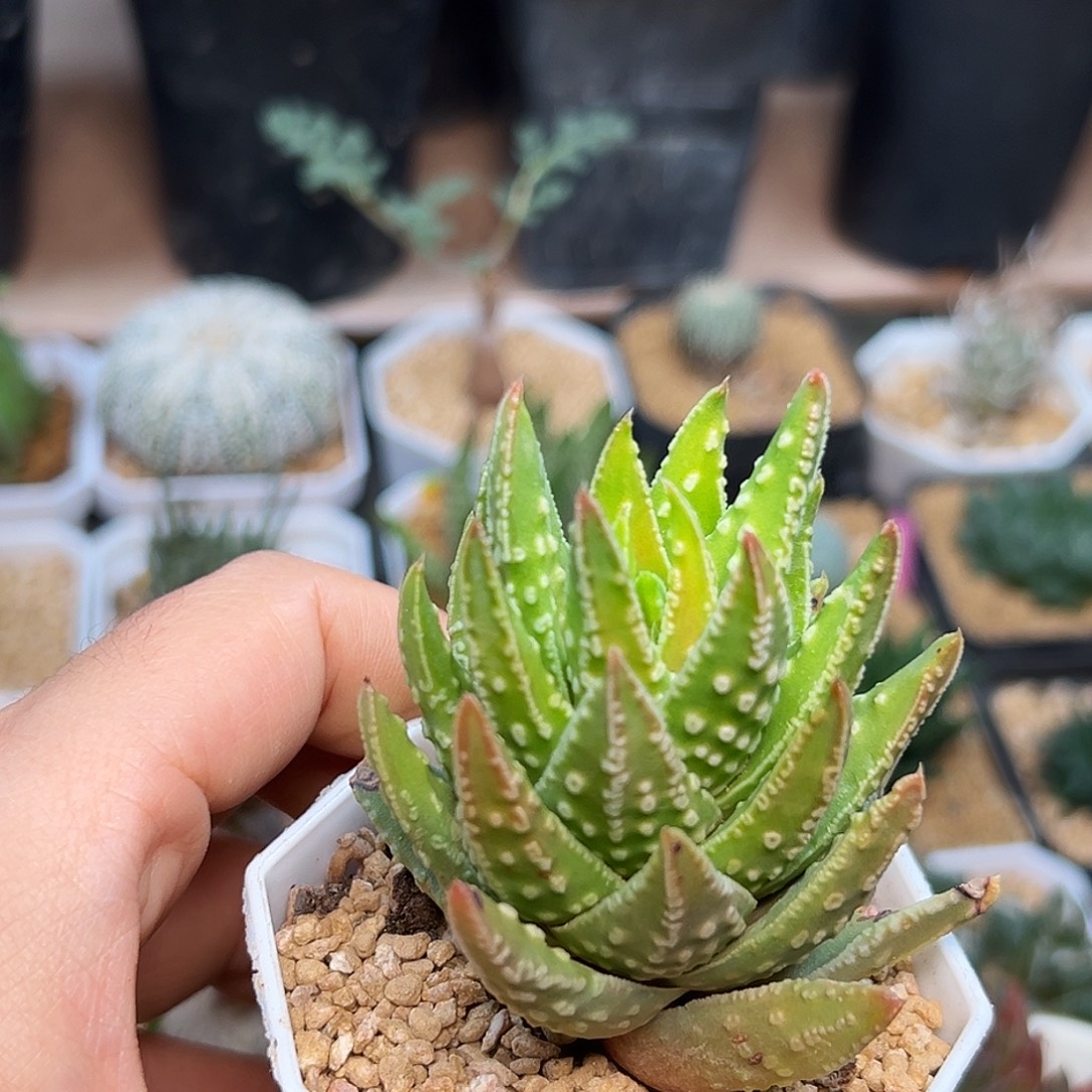 松塔掌属硬叶十二卷