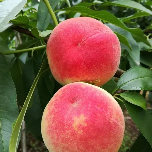 现摘现发新鲜水蜜桃脆甜多汁应季水果产地直发