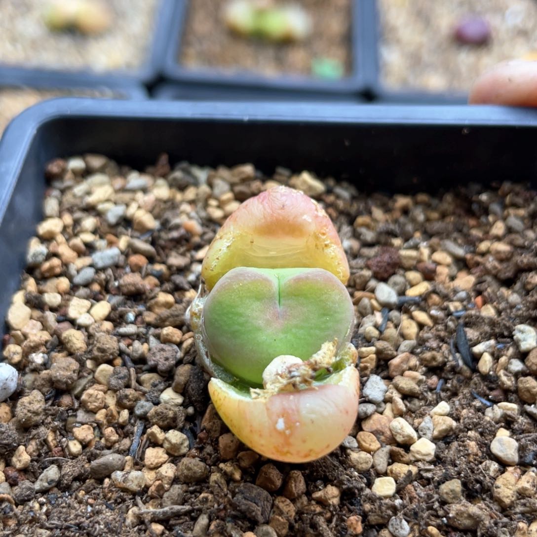 单头优选厚皮吕氏一棵