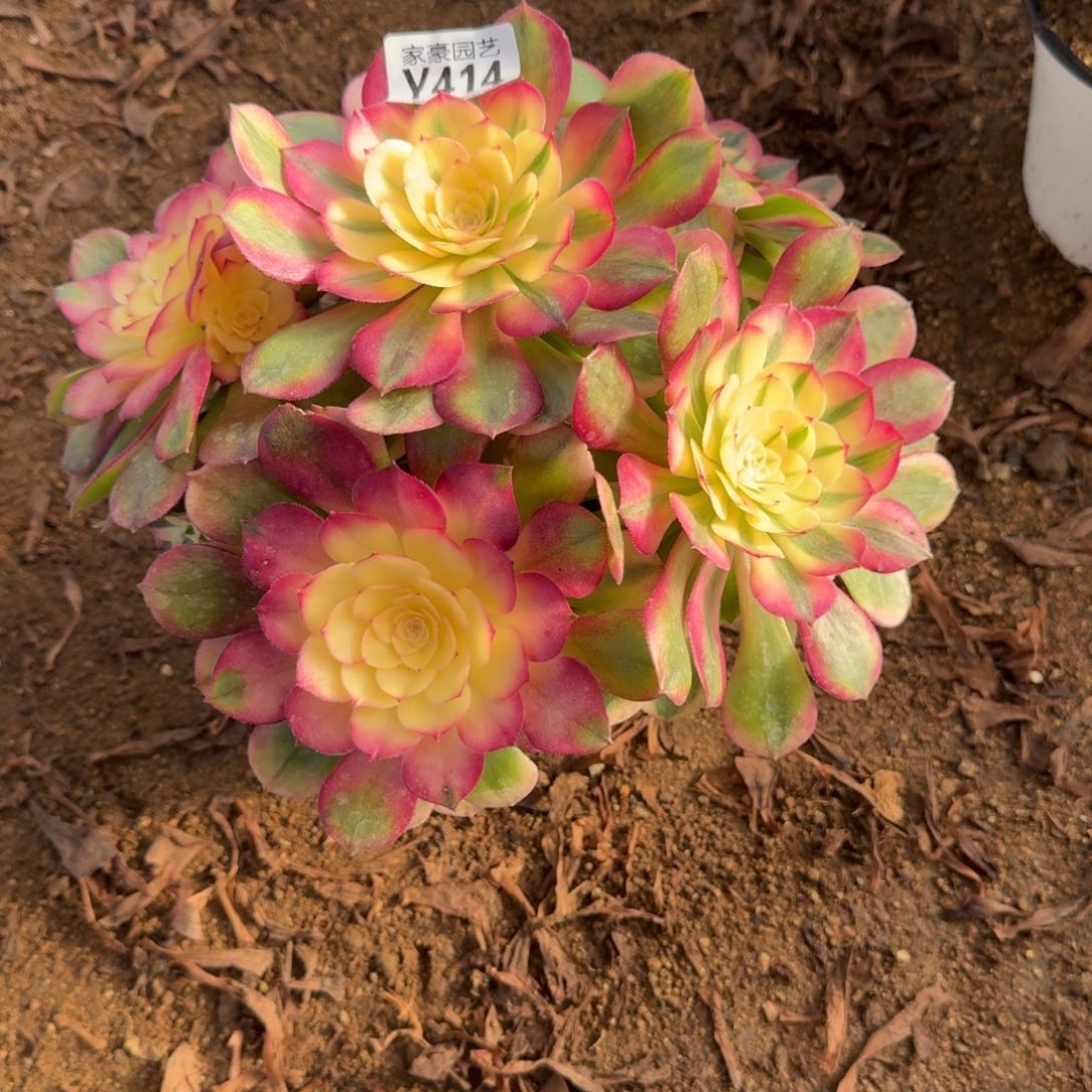 414荔枝官服22左右2