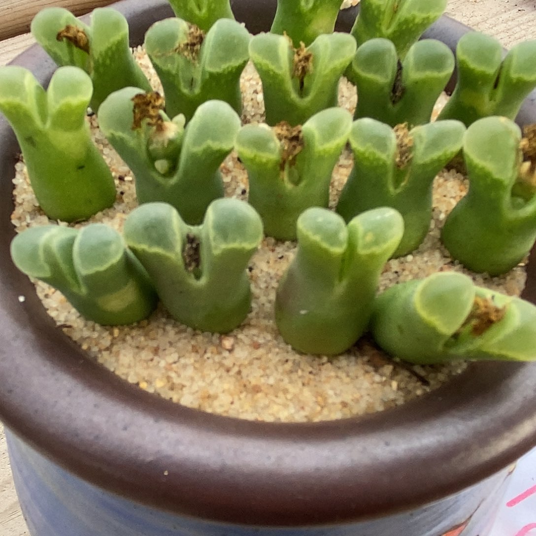 2647粉佛肚风铃一组。   