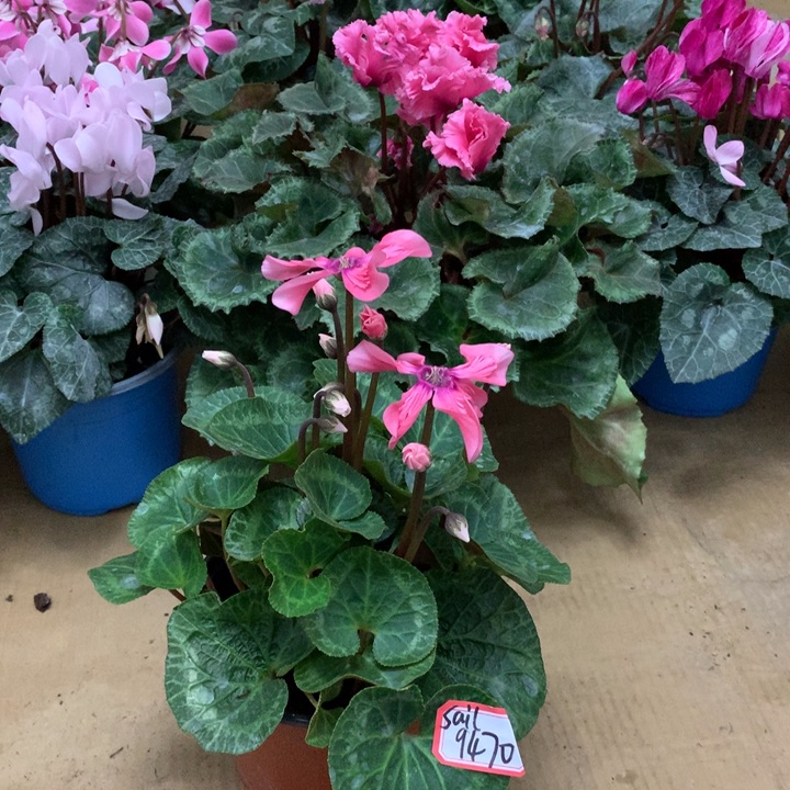 s***r少量花朵（建议范围：2朵-5朵 或40%以下）