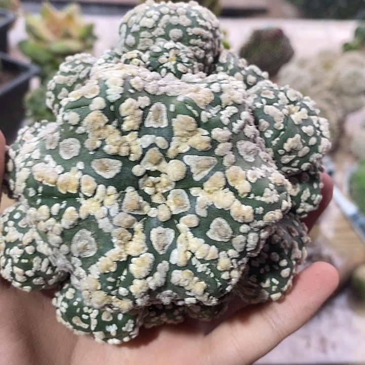 落地无根福利花园杂交兜群