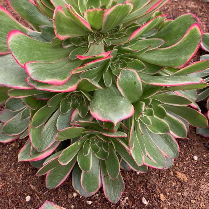 繁*坞307多肉植物一物一拍嫩桩