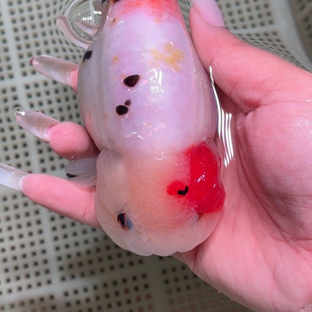 燕***格金鱼拍包装包邮不拍包装运费到付