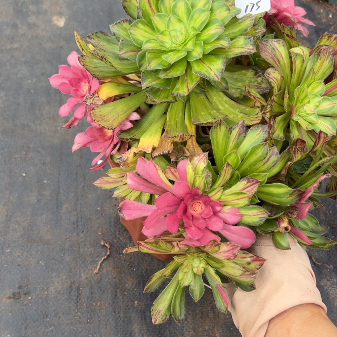 175知否迎客松造型蹲泼