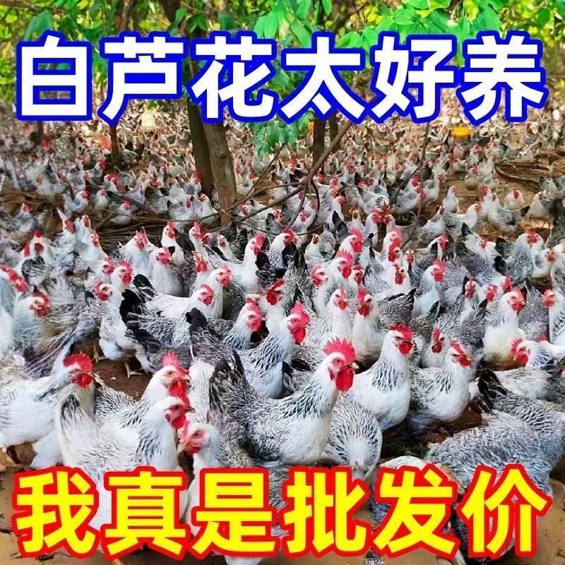 白芦花鸡12只公母可选 半斤左右宠物鸡包邮
