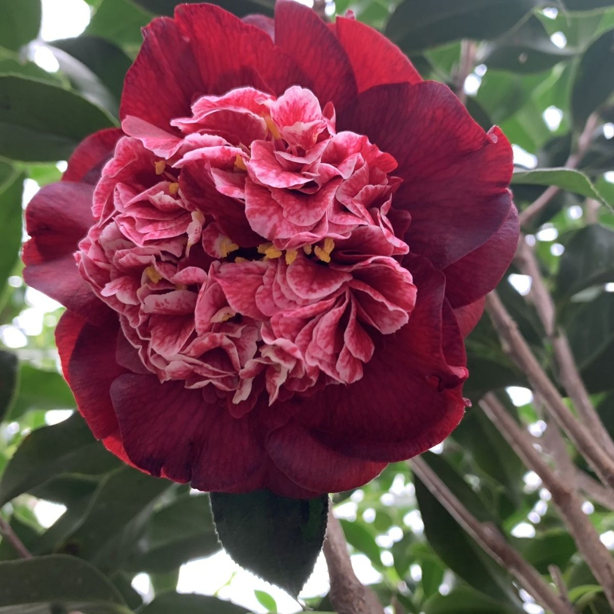 黑龙稀有名贵大花黑红色茶花盆栽地栽室内室外阳台庭院好养易活