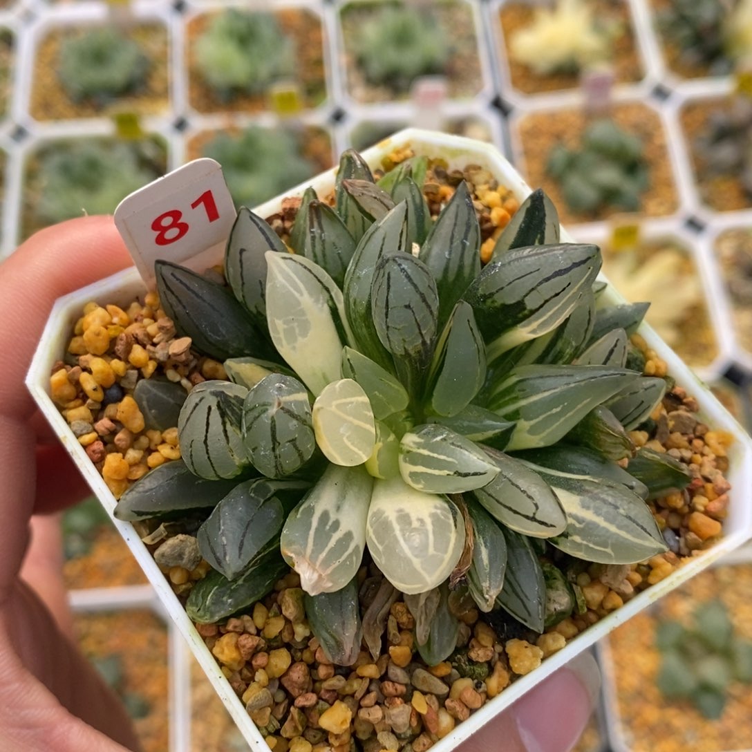 81西瓜十二卷多肉植物