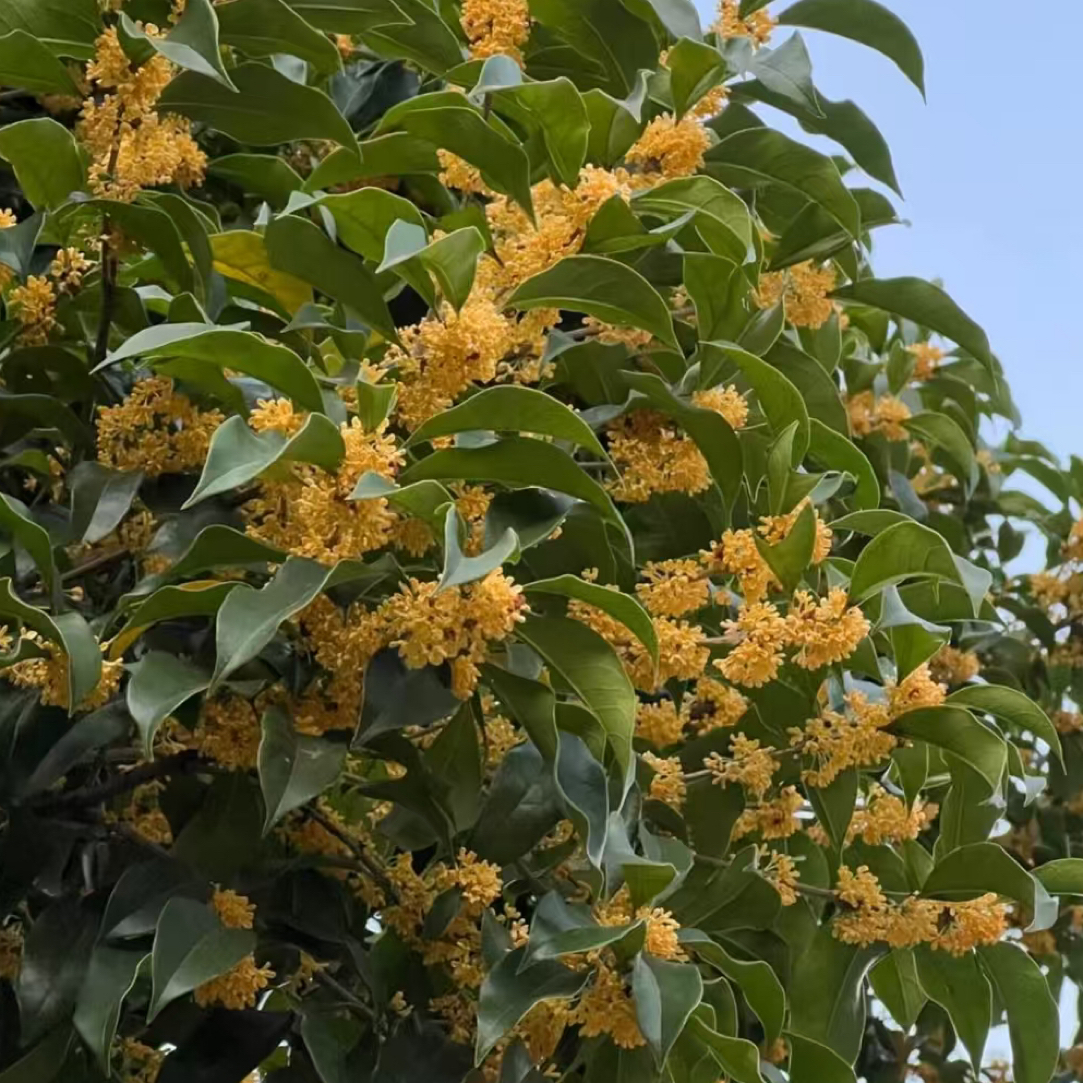 桂花盆景适合室内室外阳台栽种