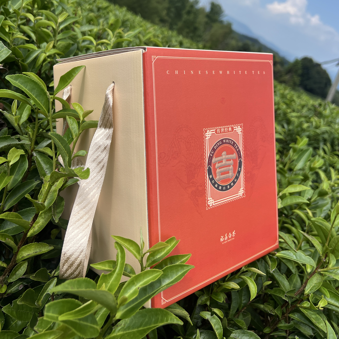 【雪润春】2022年春雪寿眉300g