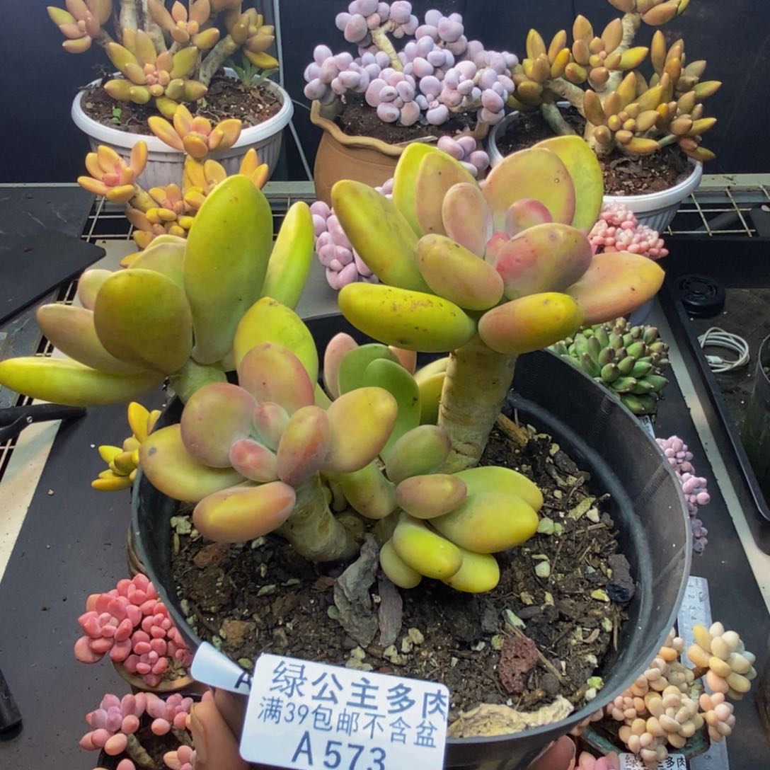 573芒果奶多肉11c m