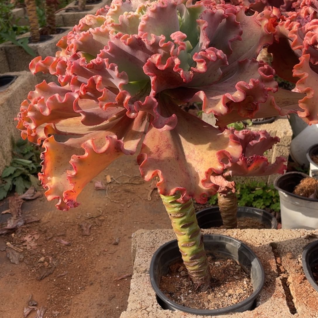 女王专拍高3 0冠幅20cm 1棵