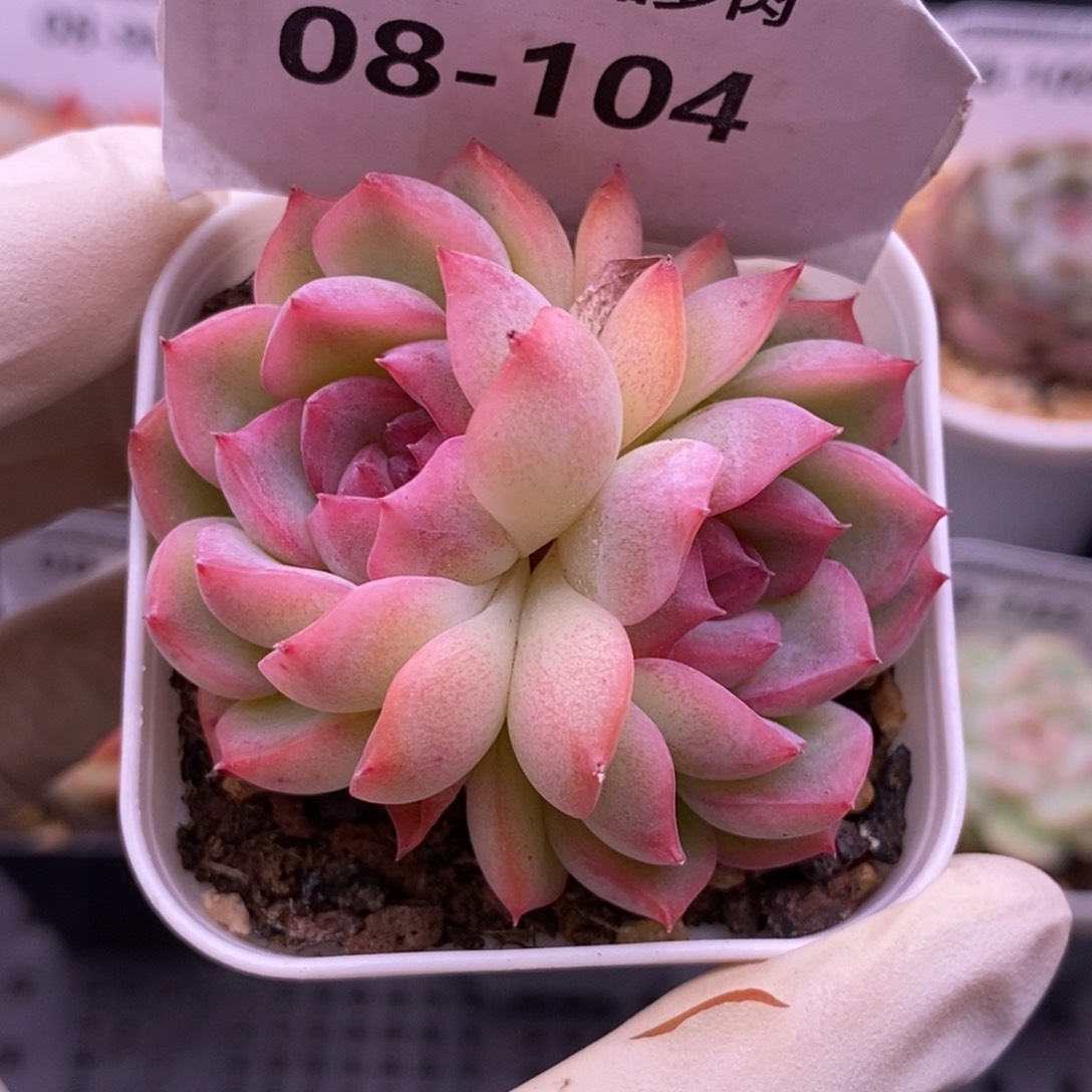 【闪购商品】08-104玉笛