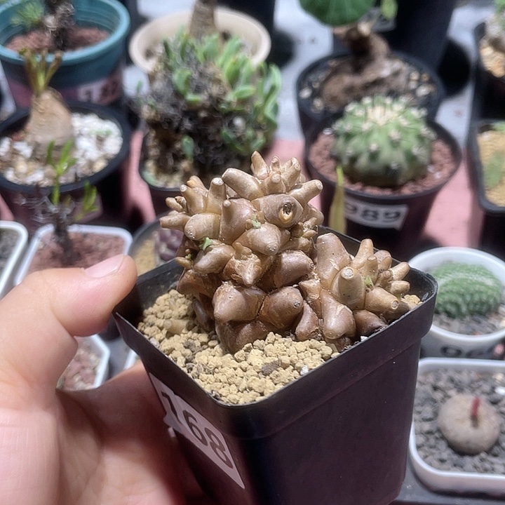 168蛮鬼塔厚墩菊块根