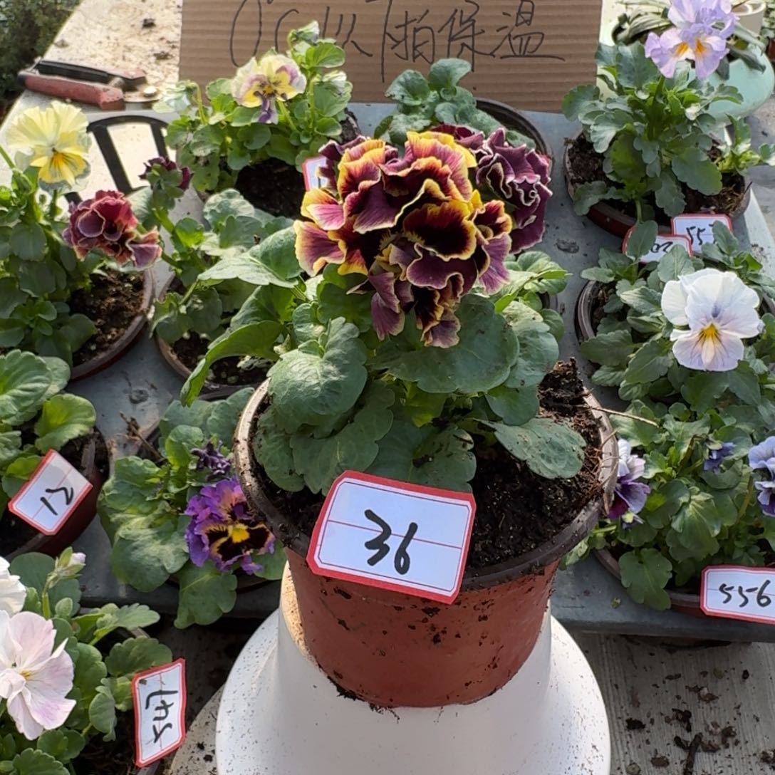 大部分花苞少量开放36