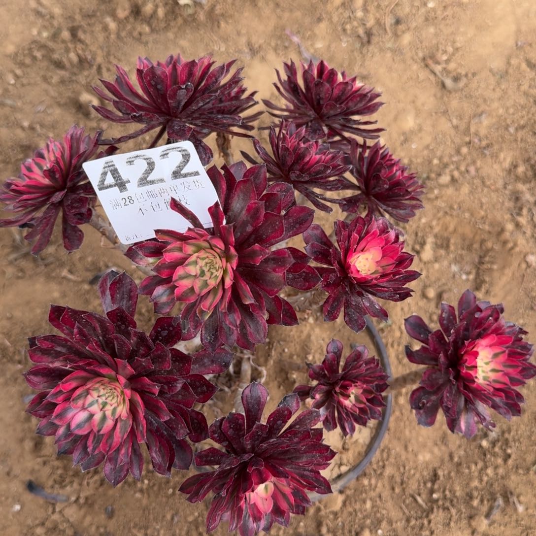 422号红桐白清棚不包损