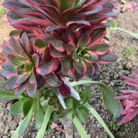 592嫁接魅金玫瑰锦砍过满25包邮多肉