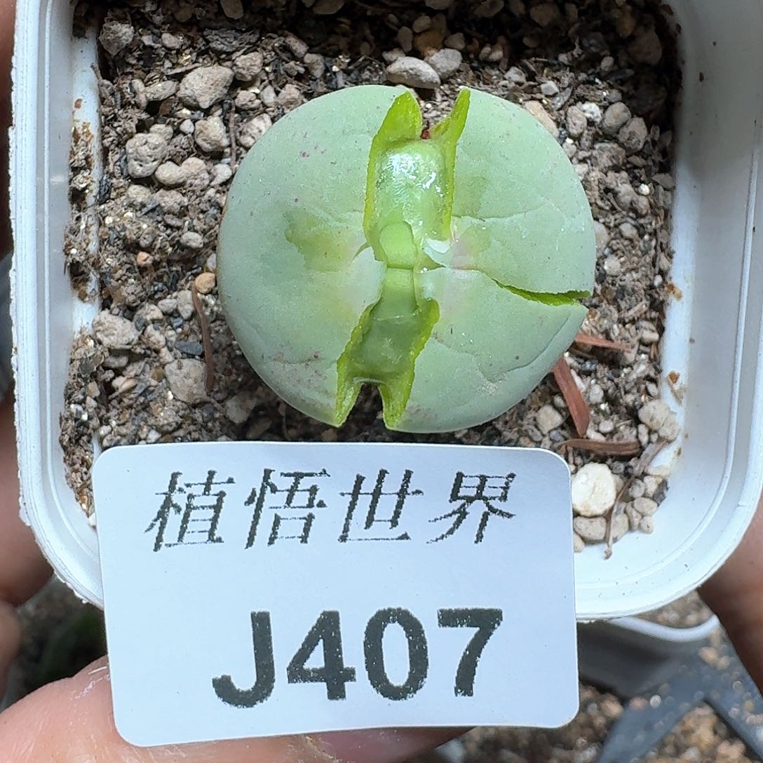 二**妈407号多肉植物哇f v