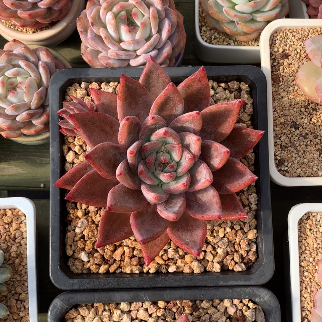 圣徒 单头 一颗  