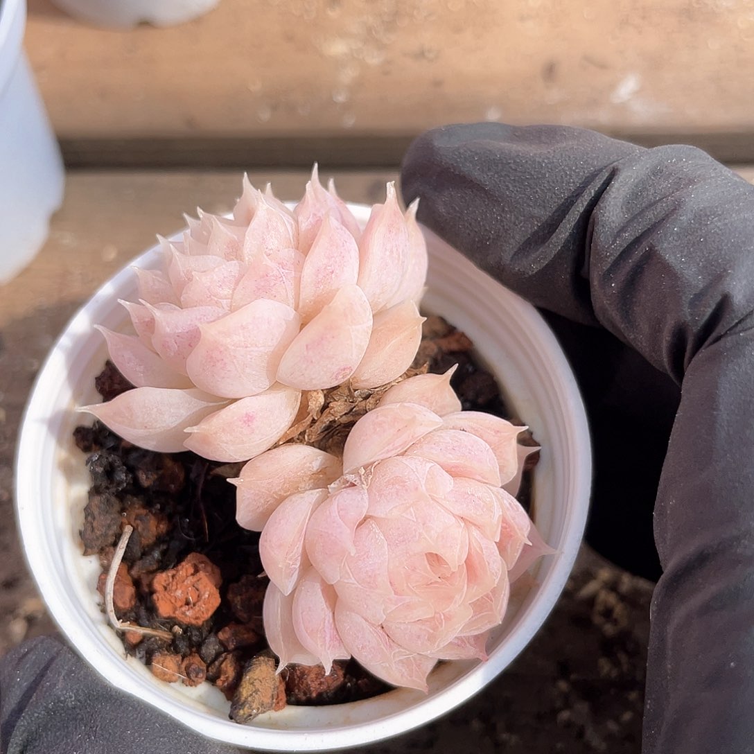 燚*优选麦秆福利1074