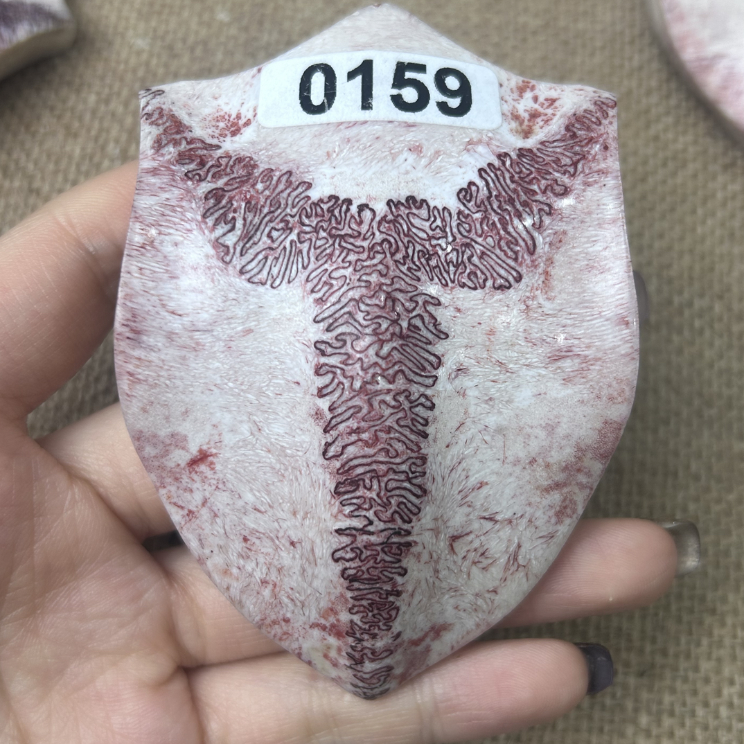 养殖梅花鹿三界牌159