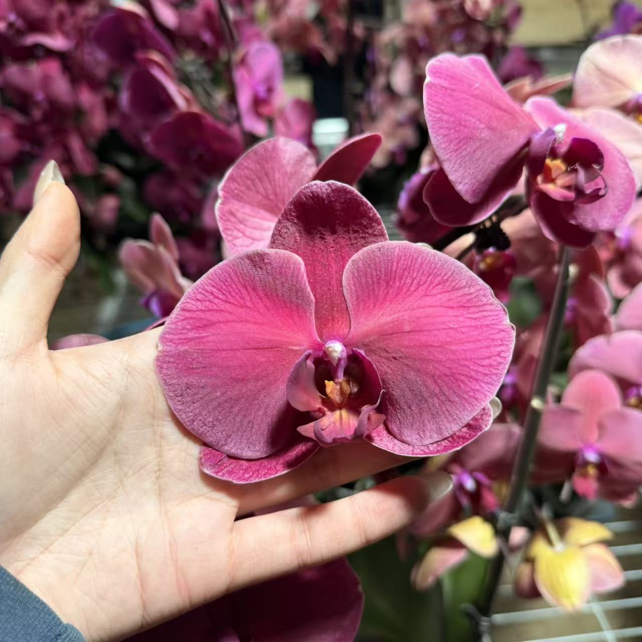 《明兰基地》蝴蝶兰【洋洋得意】全花开花株发货