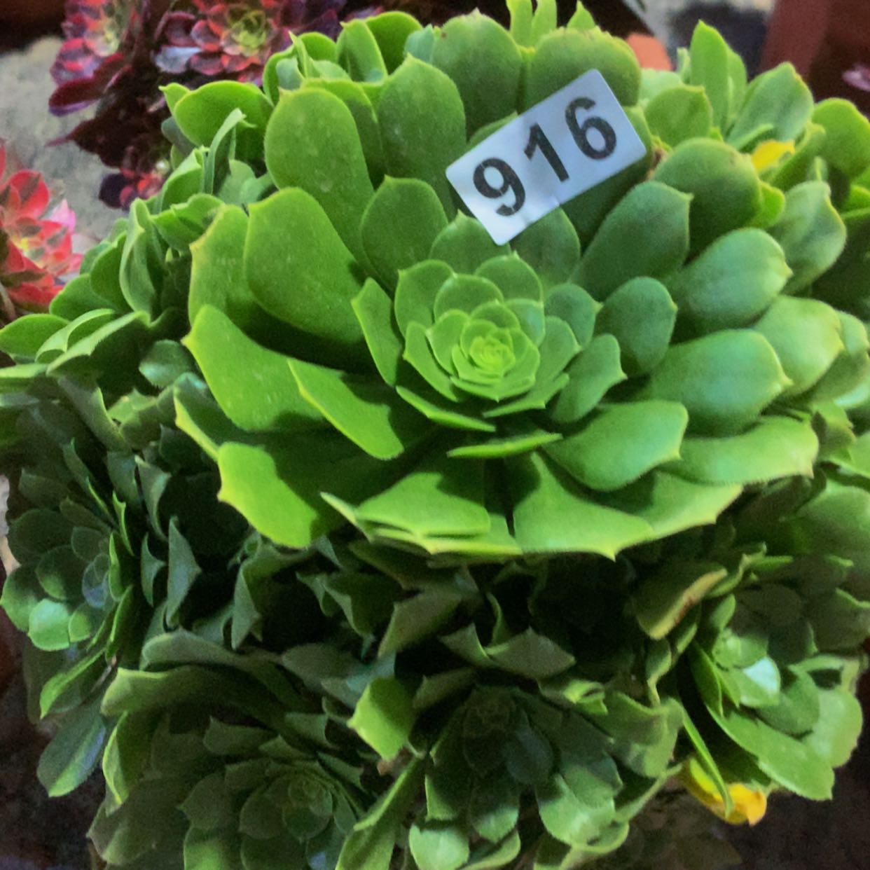 【闪购商品】916绿杨肉多肉