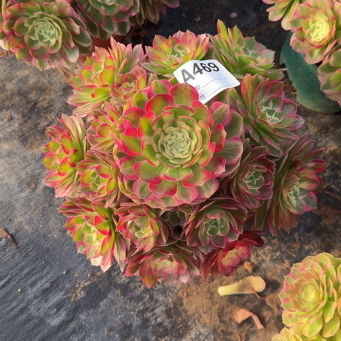 海仙多肉法师a469