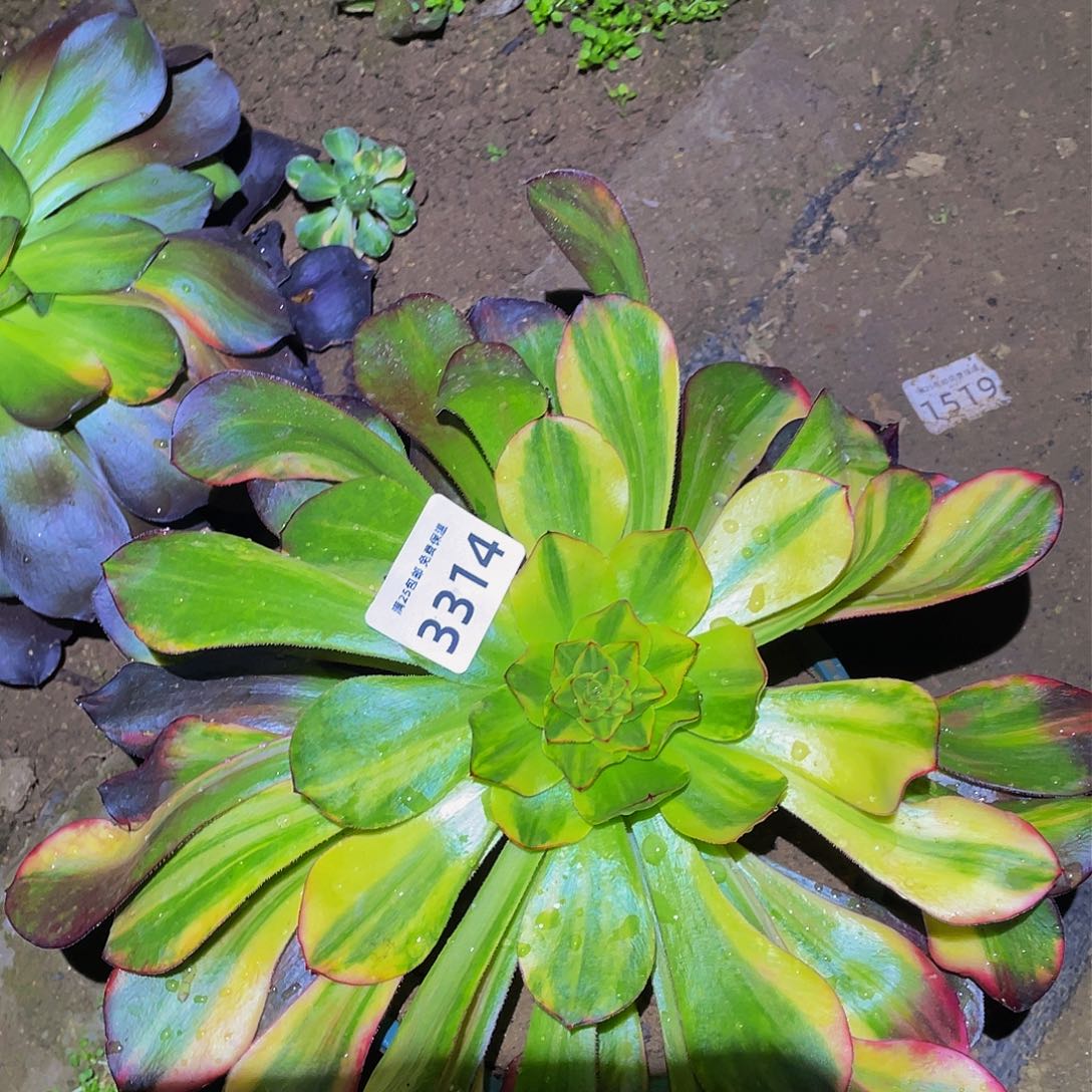 3314巫毒七彩手捧多肉植物