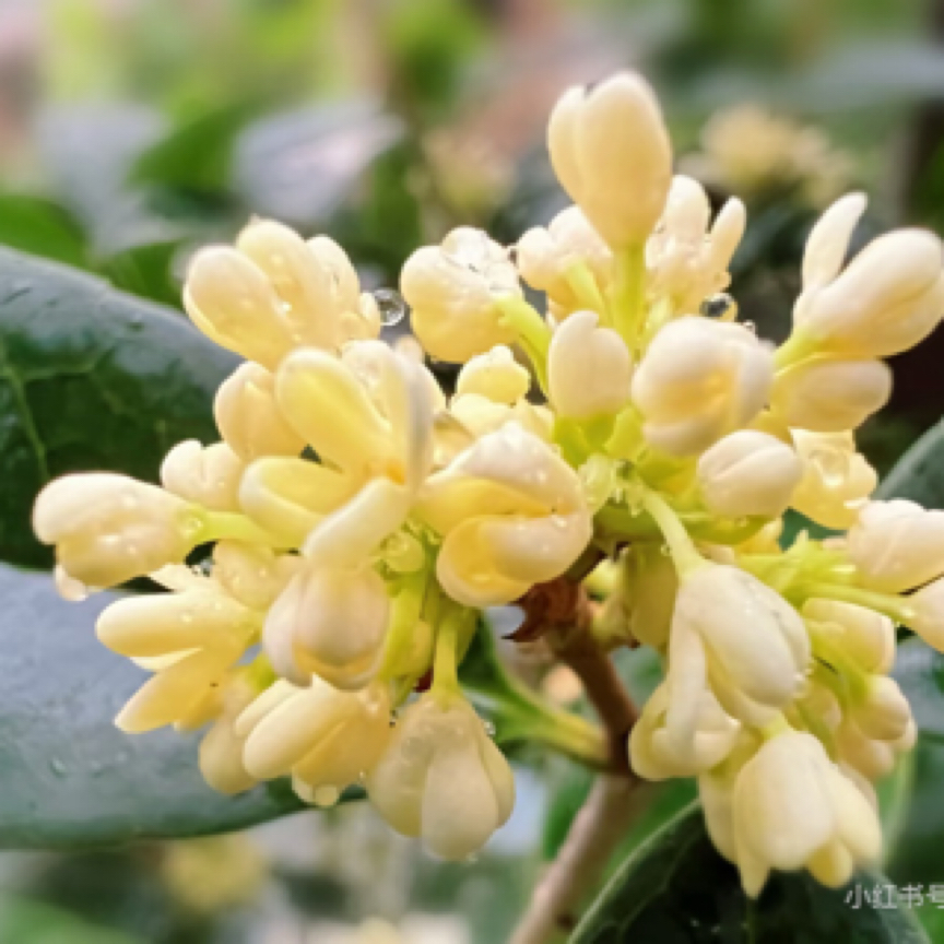 高杆八月金桂(4-6公分)