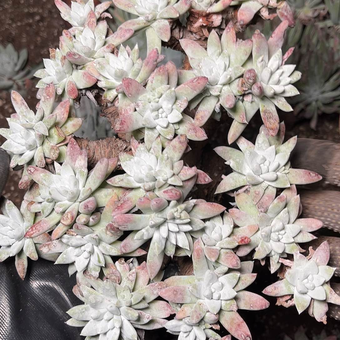 2692刘丹白菊仙女杯多肉瑕疵