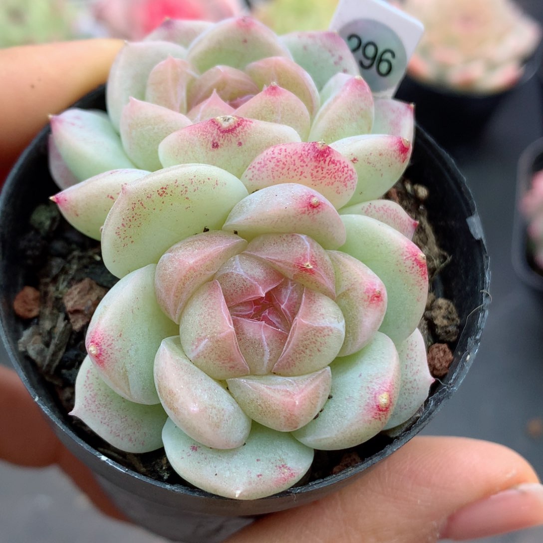 58包邮  群生不包整296