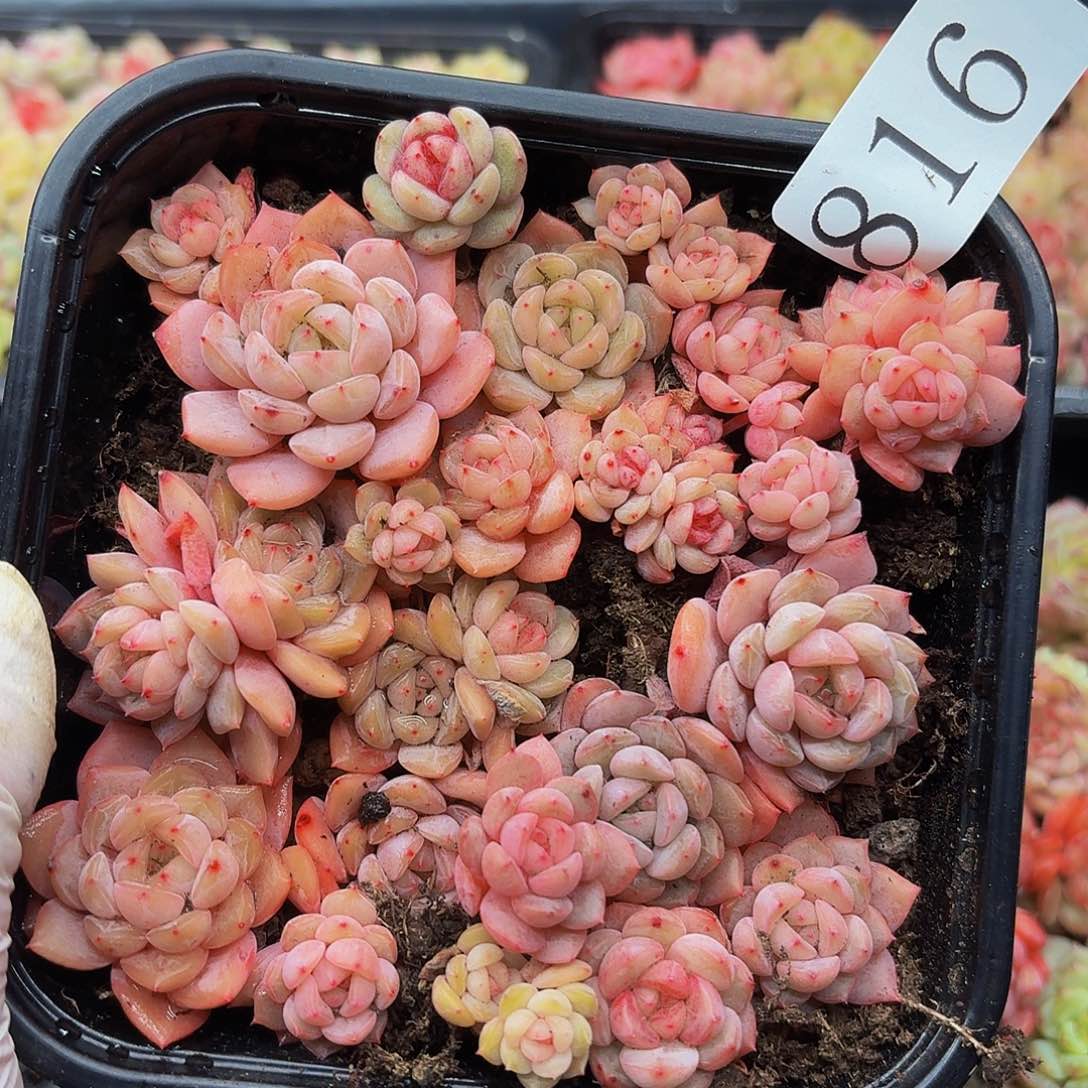 多肉植物多肉植物816